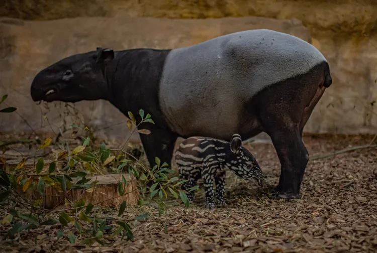 媽媽瑪格麗懷胎13個月才產下娜莎。英國切斯特動物園（Chester Zoo）提供