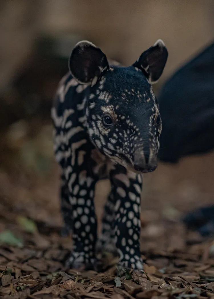 娜莎的模樣很吸睛。英國切斯特動物園（Chester Zoo）提供
