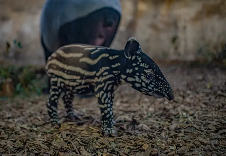 娜莎上月30日報到，體重9公斤。英國切斯特動物園（Chester Zoo）提供