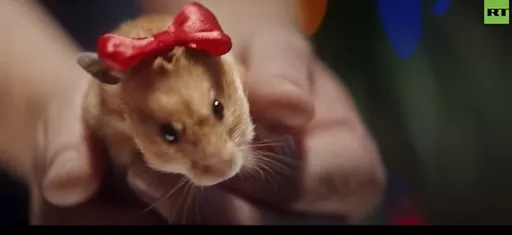 普丁赤裸裸的威脅:歐洲再支持烏克蘭 明年聖誕節得吃倉鼠湯