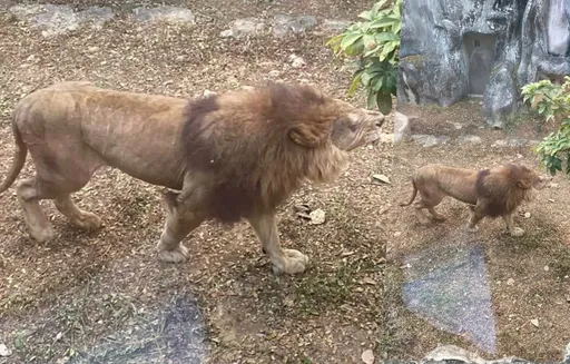 壽山動物園公獅「眼瞎暴瘦見骨」 他看「又老又殘」一幕傻眼:是養老院