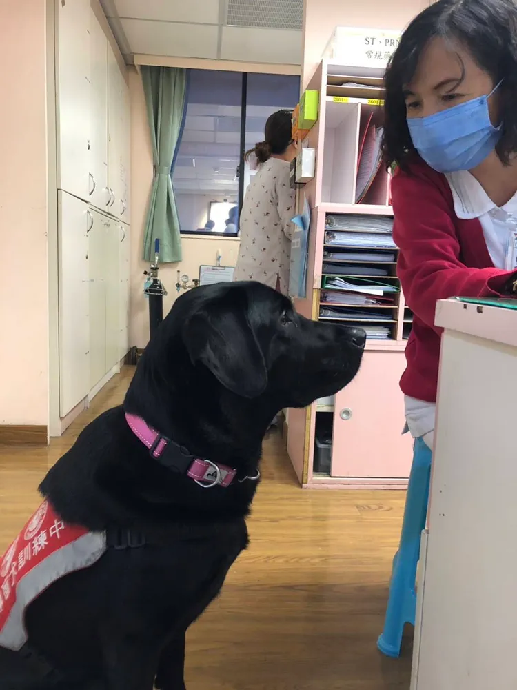 歐爸是訓練有素的導盲犬。門諾醫院提供