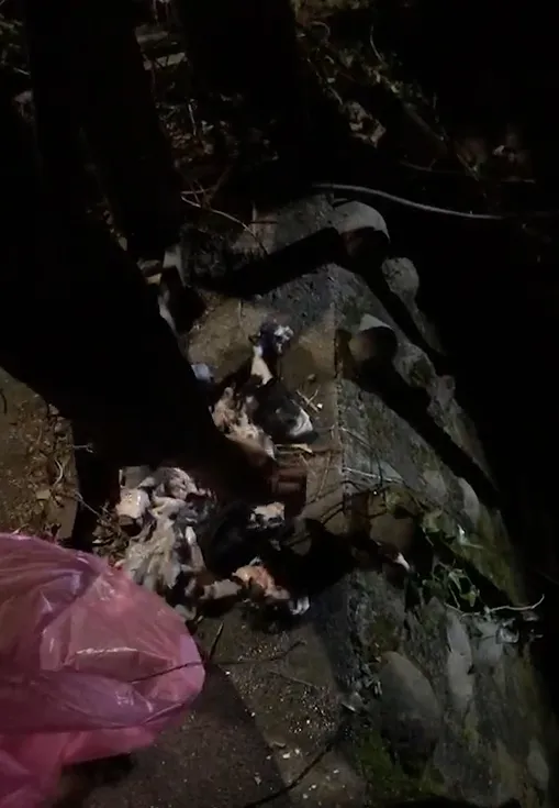 莊男住處附近的水溝內發現另隻遇害犬隻殘肢2塊。議員朱健銘提供