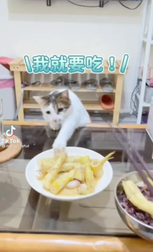 越得不到的越想要，盤裡的桂竹筍給咪寶一種致命的誘惑《這就是愛》。TikTok@mibao_faftat 提供