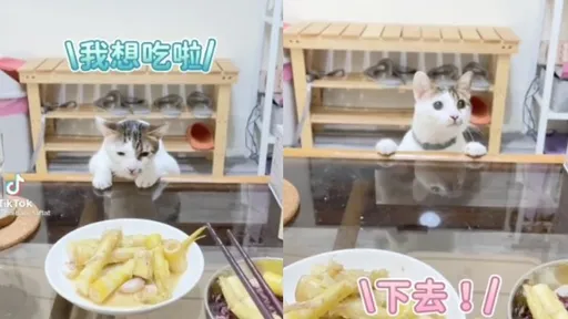 主人吃飯如作戰!貓咪偷襲不成竟擺架子 網友幫OS:越得不到越想要