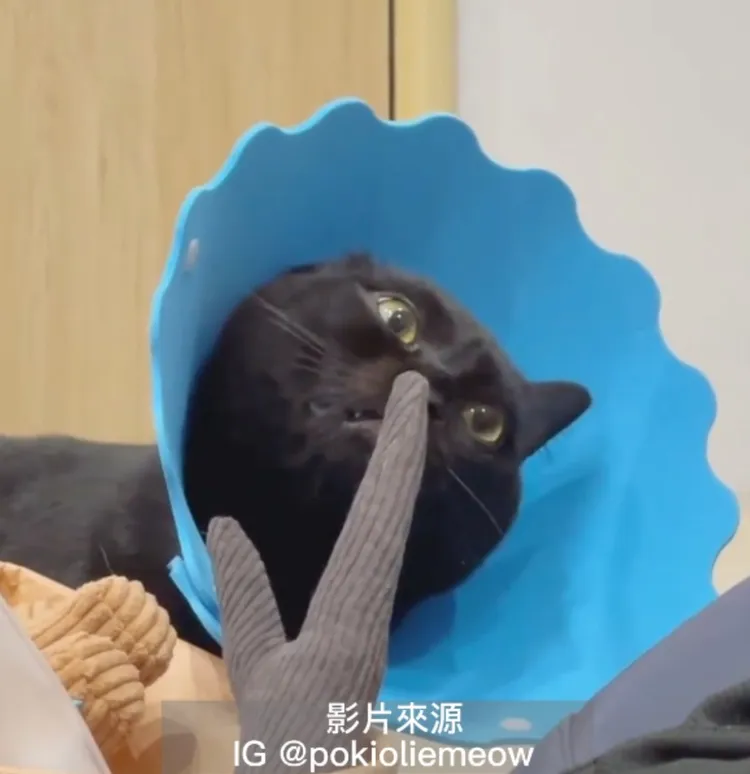 哇 ha ha ha ～Olie你表情太逗了！聞到ㄎㄧㄤ掉了，頭歪眼斜的瘋狂傻樣令人笑到岔氣。IG @pokioliemeow 提供