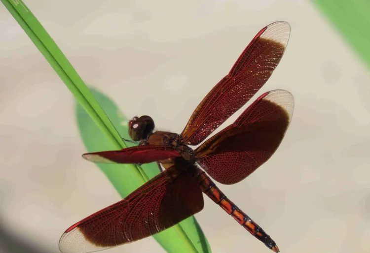 善變蜻蜓翅脈清晰，如著一襲美麗霓裳現身藤寮坑溝。水利局提供