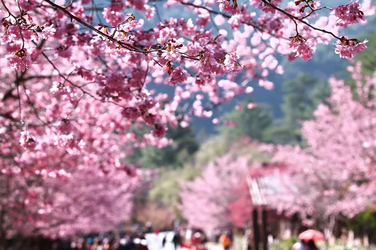 除了徜徉在武陵農場粉紅花海，也能在太平山檜木林間吸取芬多精，在世界最美登山小徑。雄獅提供