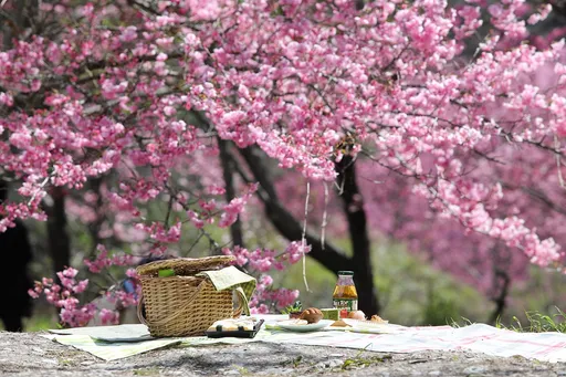 搶先卡位武陵櫻花季!旅行社推保證入住、2日遊4100元起