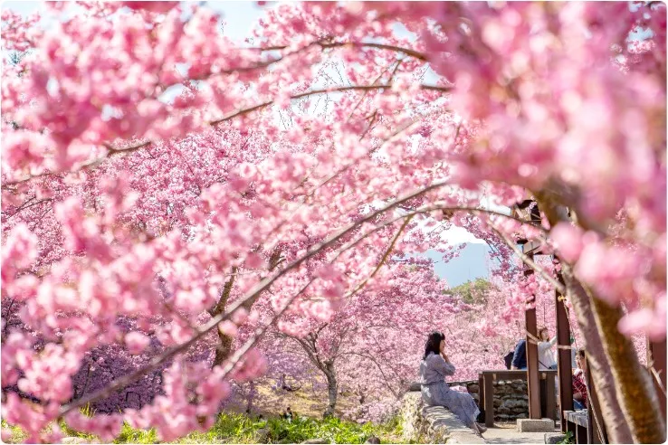 福壽山千櫻園也是人氣賞櫻景點。雄獅提供