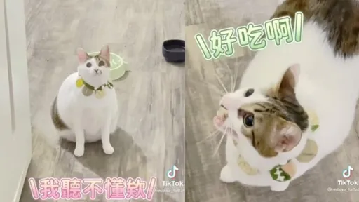 鏟屎官聽令!喵星語聽力大考驗開始 人貓對話讓網驚呼「超強」