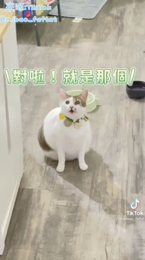 EV8D來～Come on   我們一起學貓叫 la la la la la la la ~   你不說愛我   我就喵喵喵  ^ↀᴥↀ^。TikTok@mibao_faftat 提供