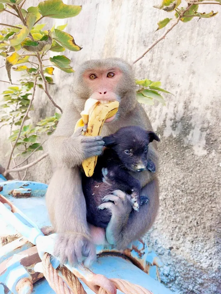 獼猴緊抱著小黑狗。翻攝成峻臉書