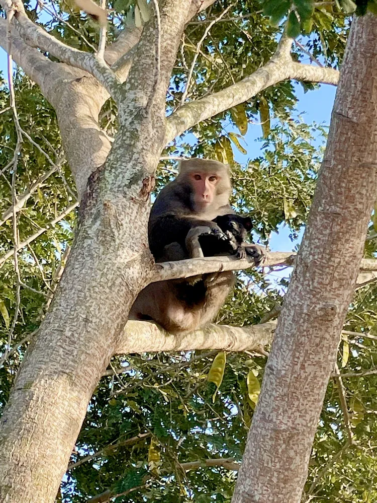獼猴緊抱小黑狗。翻攝成峻臉書