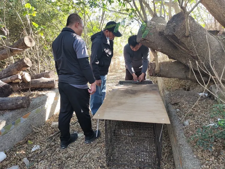 家畜所人員設置誘捕籠誘捕獼猴。家畜所提供