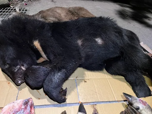 台灣黑熊「死屍遊街」炫耀片 魯凱頭目說話了