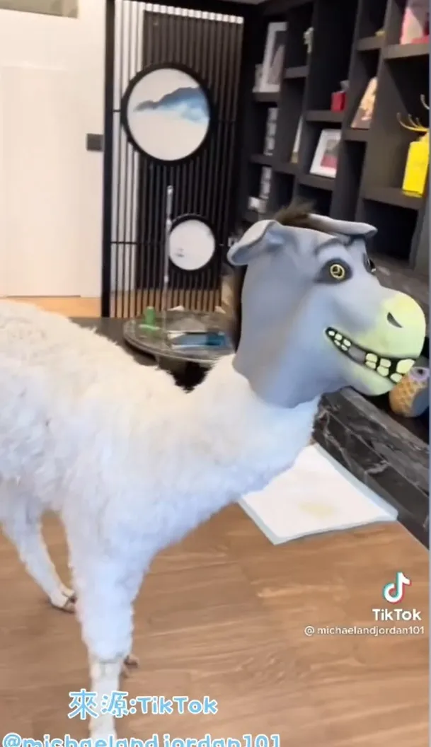 我變身為史瑞克好友驢子。TikTok@michaelandjordan101 提供