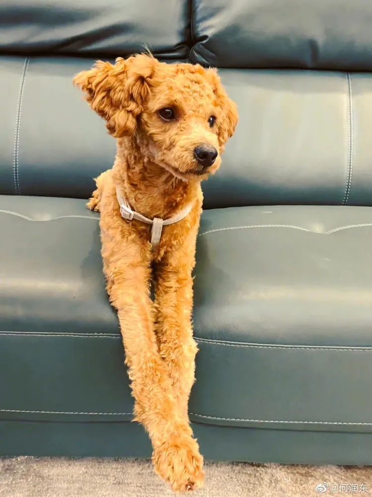 多力多是何潤東新寵。何潤東提供