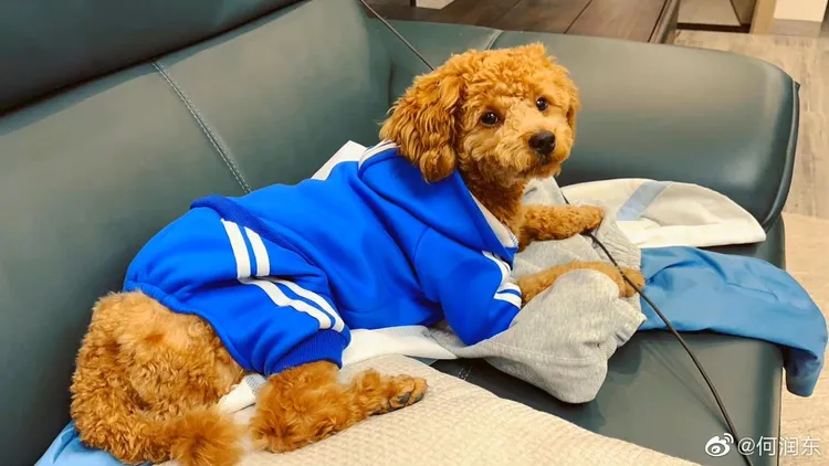 多力多是隻小公犬愛撒嬌。何潤東提供