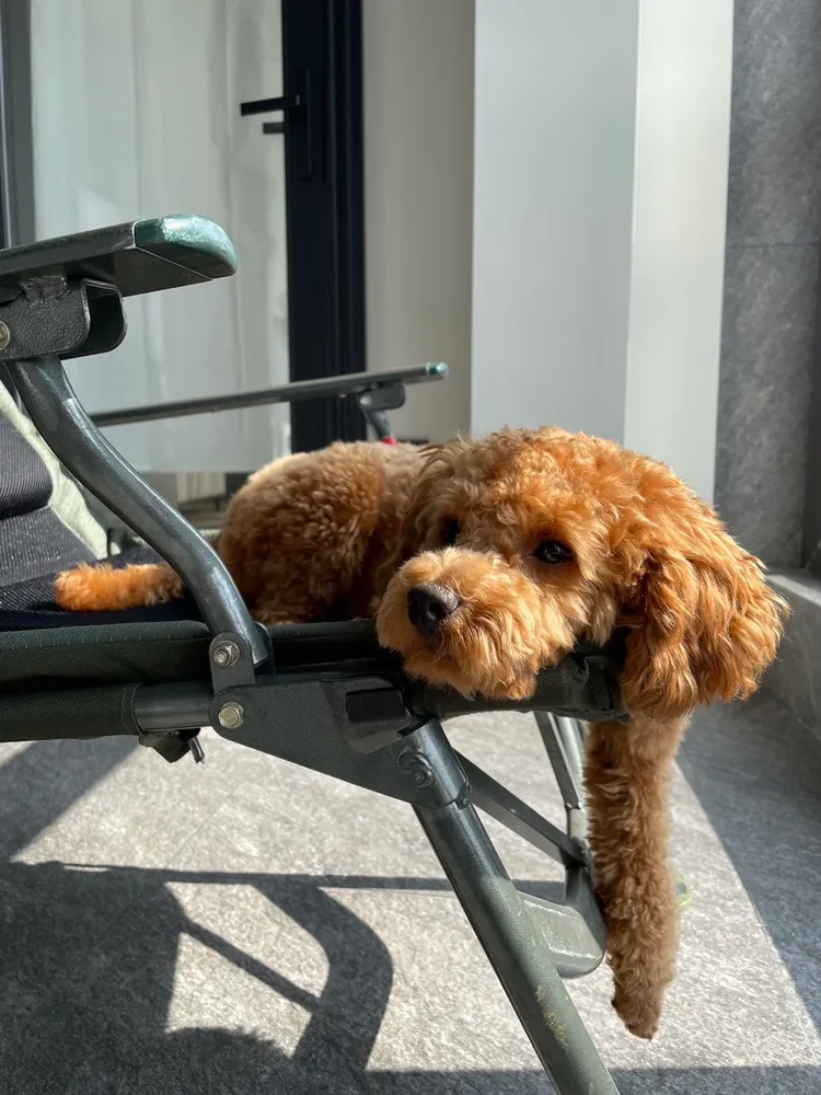 多力多這樣看來就像一隻泰迪熊玩偶。何潤東提供