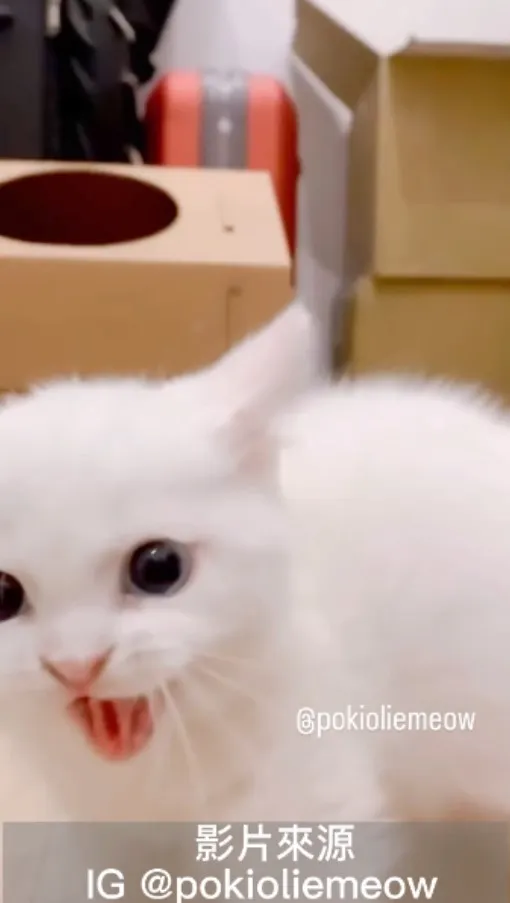 The curiosity will scared a cat.俗話說「囝仔著驚挫青屎」還好Tobie括約肌控制得宜(^◔ᴥ◔^)。IG @pokioliemeow 提供