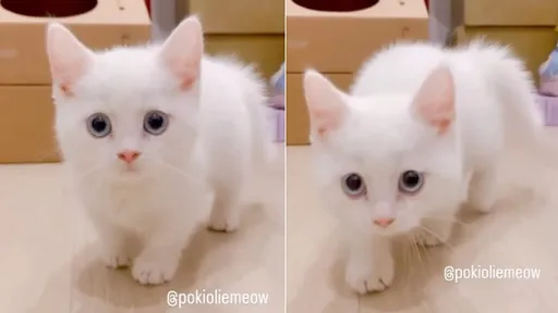 跟著小白貓探索世界 突被嚇到反應讓網融化:兇起來也好萌