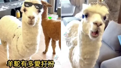 我的帽子都沒有這麼多　「麥克」時尚look就是潮！