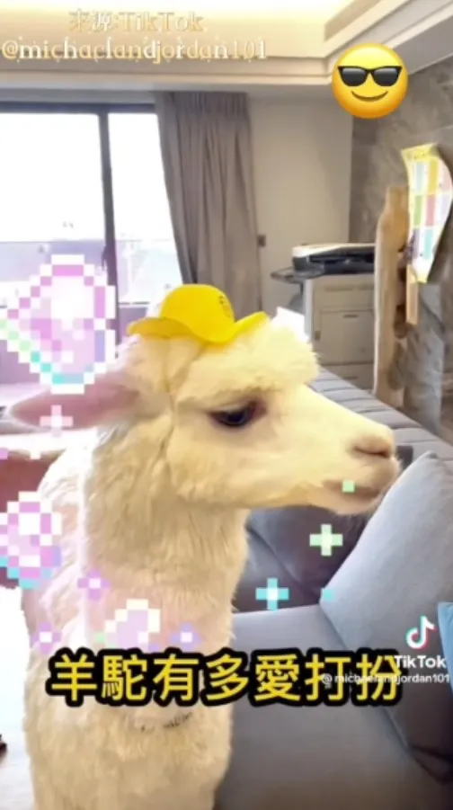 就連這頂小黃帽都能駕馭，整體以白色系搭出了學生風又帶有個性的潮流風貌。TikTok@michaelandjordan101 提供