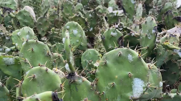 先人掌上的泡沫，就像雪花落下。許逸民攝