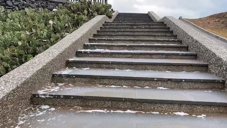 漫天飛舞的白點落在階梯上、草叢上，還有仙人掌上，乍看下還以為是雪花。許逸民攝