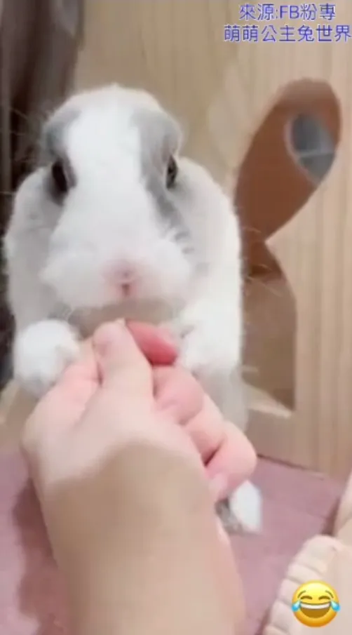 登愣！  萌萌，你是有多餓，老娘的手指也差點被你給滅了 ∑(ΦдΦlll 。FB粉專：萌萌公主兔世界 提供