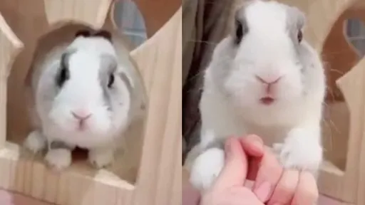 「兇猛野獸」出沒 前腳緊抓超狠猛咬!下秒萌樣卻讓人融化了