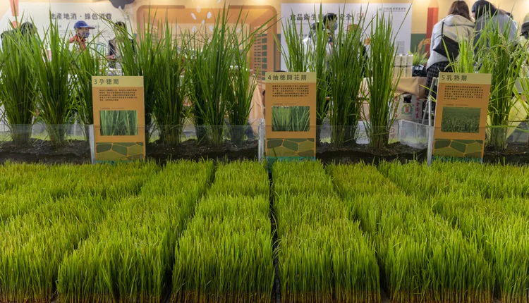 稻米成長期程。活動現場畫面