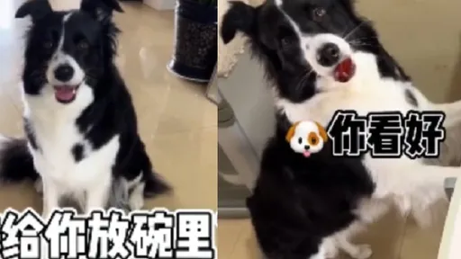 食物遭「3秒定律」對待 汪星人成精了!身教給鏟屎官好看