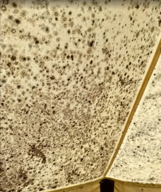 網友po出發霉帳篷噁心模樣。但業者反擊是舊相片、與事實不符。翻攝Dcard