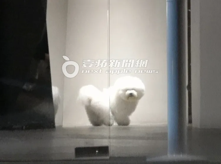 蔡依林在髮廊拍影片，愛犬屋虎在片場內跑來跑去。特勤中心攝