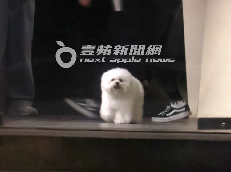 蔡依林的另1隻愛犬「社長」，三不五時也出來遛遛。特勤中心攝