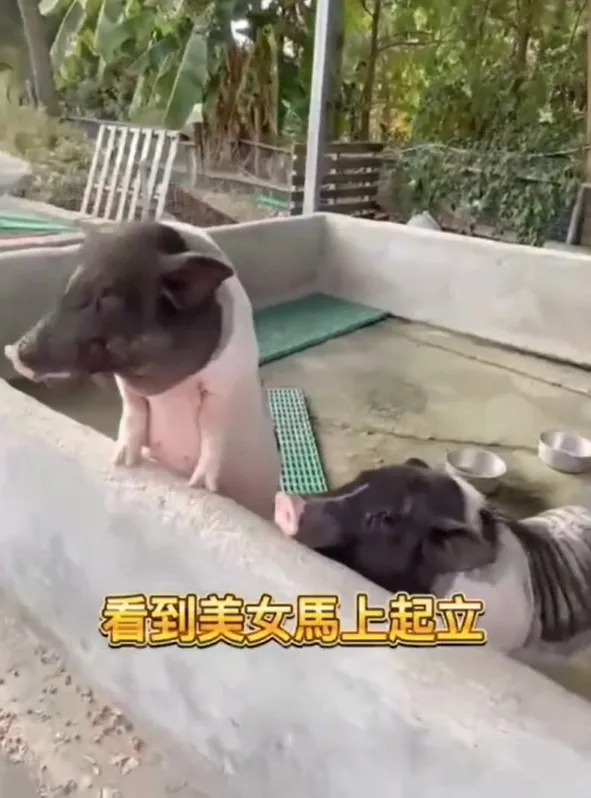 你們在看偶嗎？還是有好吃的東西要分享給偶？TikTok@nick318190 / IG：nick318190 提供