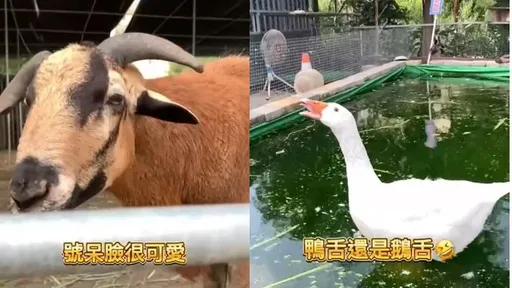 小朋友心花怒放！台中农场超多动物　亲子出游好去处