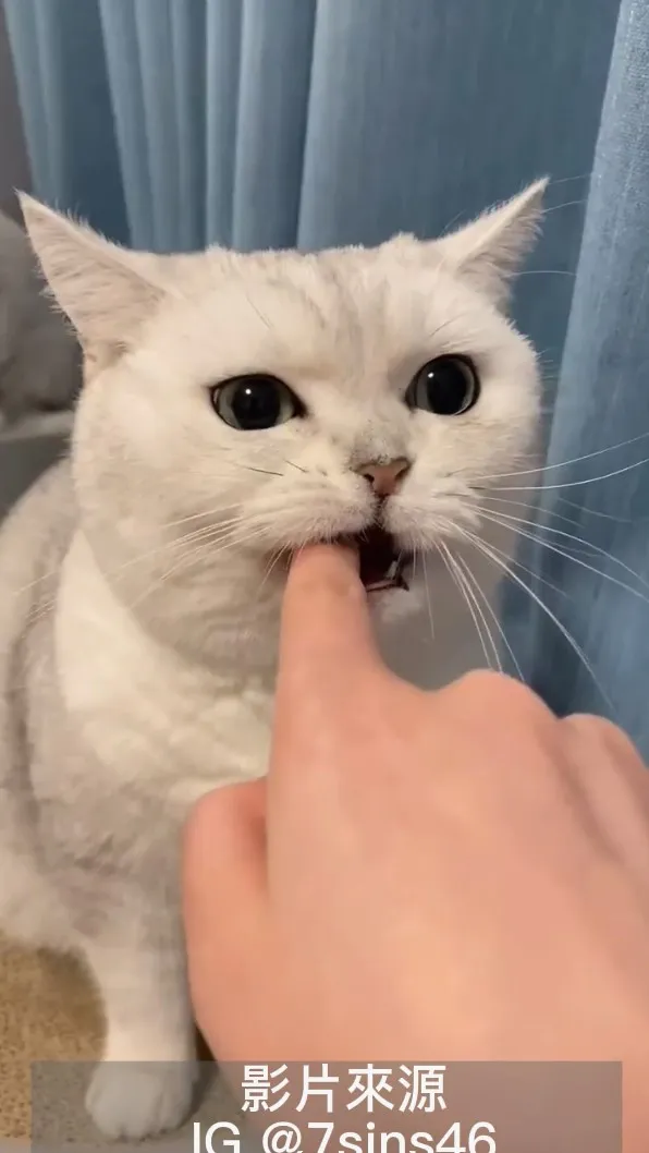 小手手怎麼塞進我嘴嘞？IG @7sins46 提供