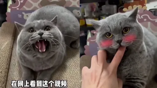 好萌！一招讓哈氣貓秒嬌羞　「好懵」他家喵星人卻像做篩檢