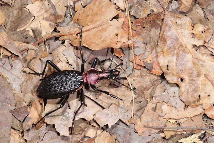 大雪山地區指標物種候選物種-台灣擬食蝸步行蟲。雪霸處提供