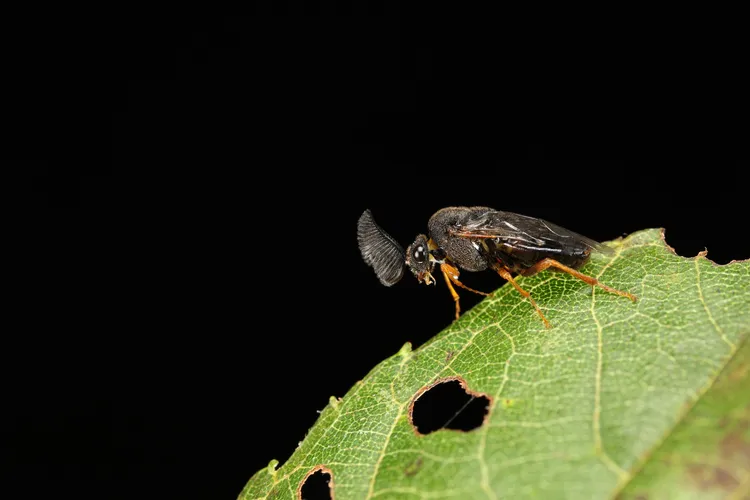 大雪山地區臺灣昆蟲新物種（松葉蜂）。雪霸處提供