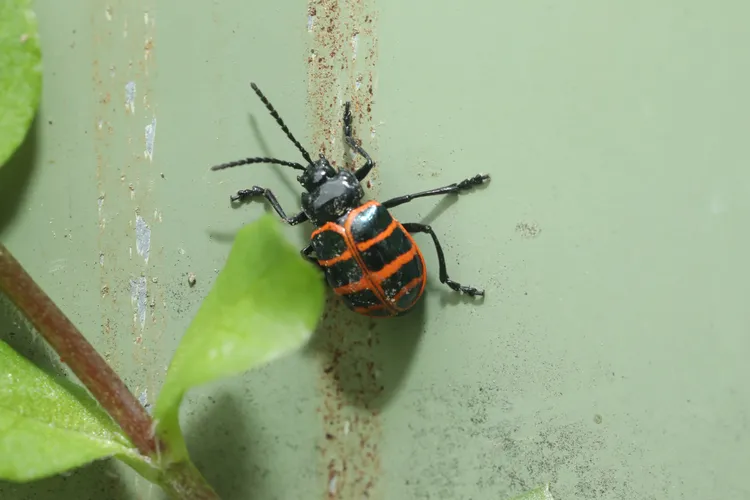 大雪山地區指標物種候選物種-雪山蛛形螢金花蟲， 體色黝黑，搭配鮮紅線紋，別緻得像首飾。雪霸處提供