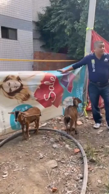 兩隻羊咩咩率先被救出。民眾提供