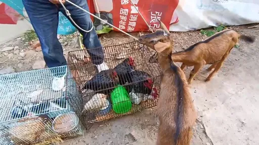 平房竄火主人不在家 消防搜救赫見「動物農莊」:2羊5雞5鴿1兔1黑狗