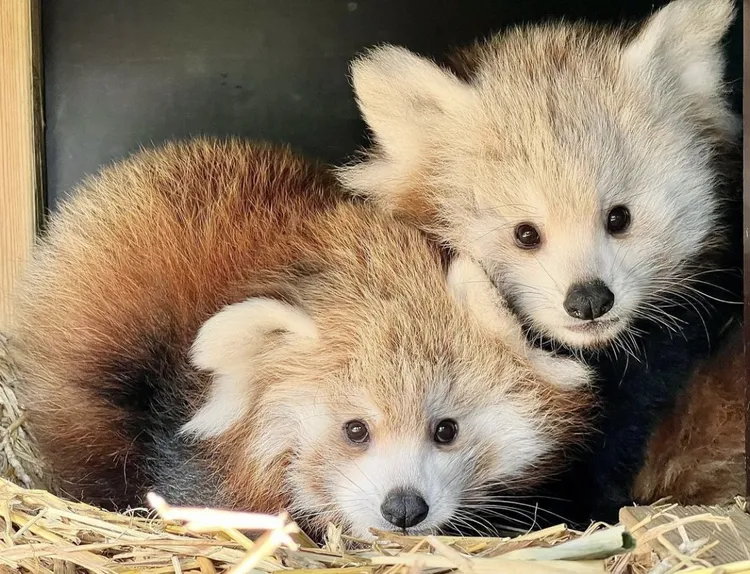 園方今年10月15日公布命名「塔拉」和「蘇米」時，發布這對小貓熊的可愛照片。翻攝推特@Longleat