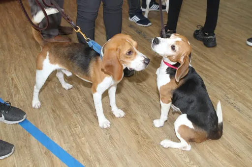 打造友善城市屏東明年推標章 歡迎大家帶來玩