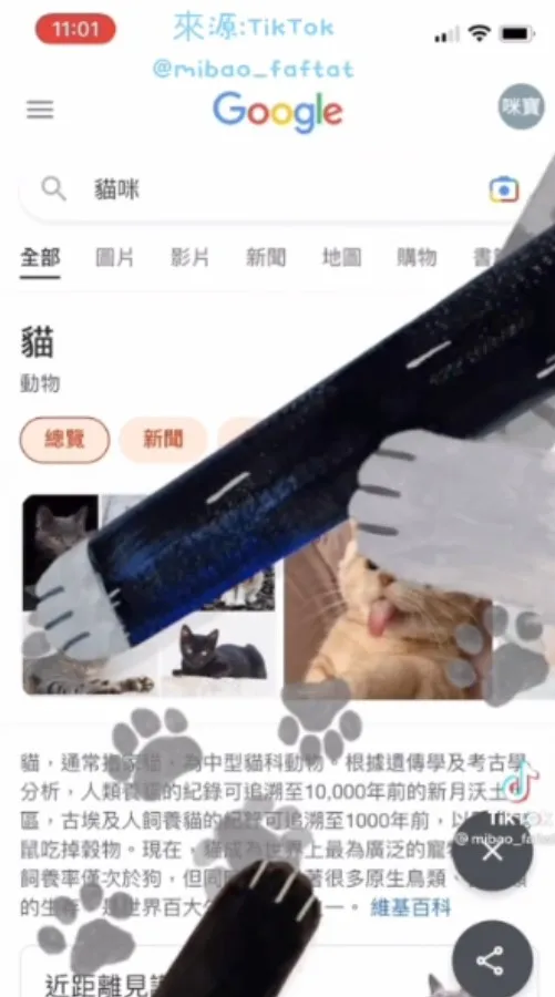 小狗汪汪汪 貓咪喵喵喵！點撃大賽開跑，按到你手軟抽筋都不想停下來。TikTok@mibao_faftat 提供