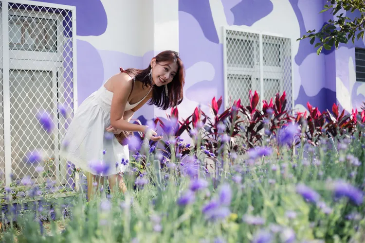 走入新社，隨處可見浪漫紫色薰衣草。新社區公所提供